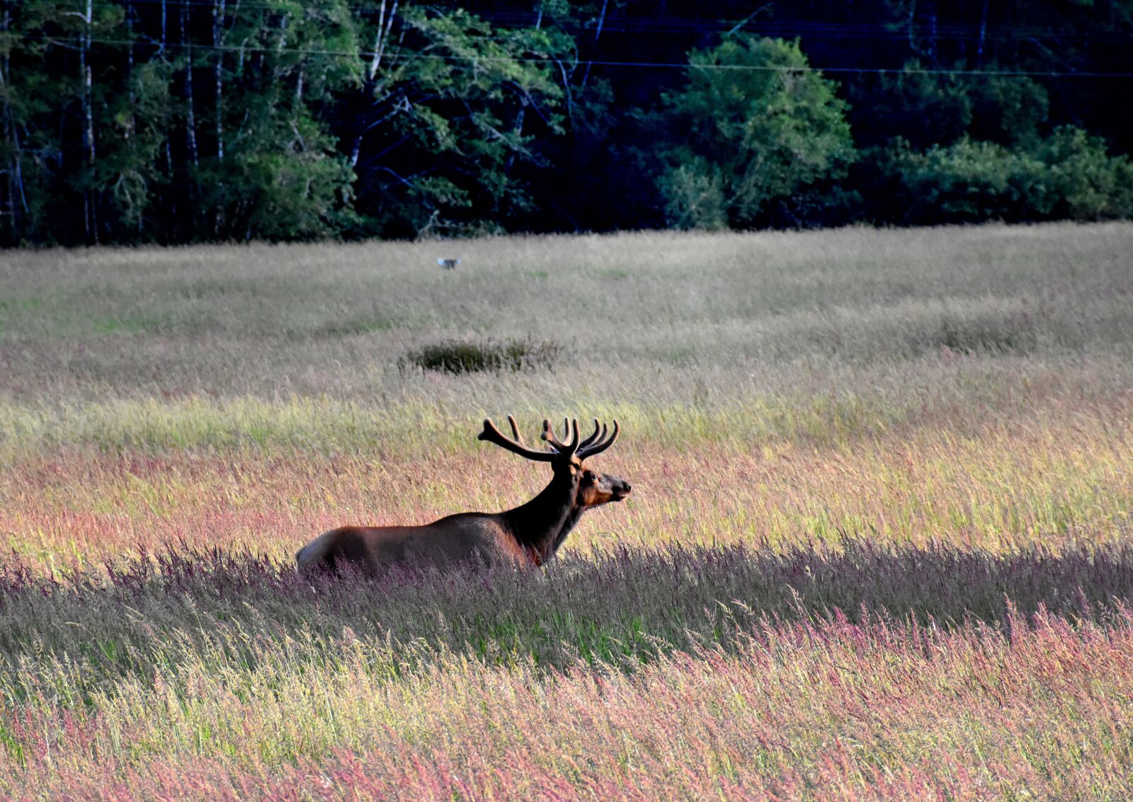 Nikon D3400 sample photo. Elk, deer, antlers photography