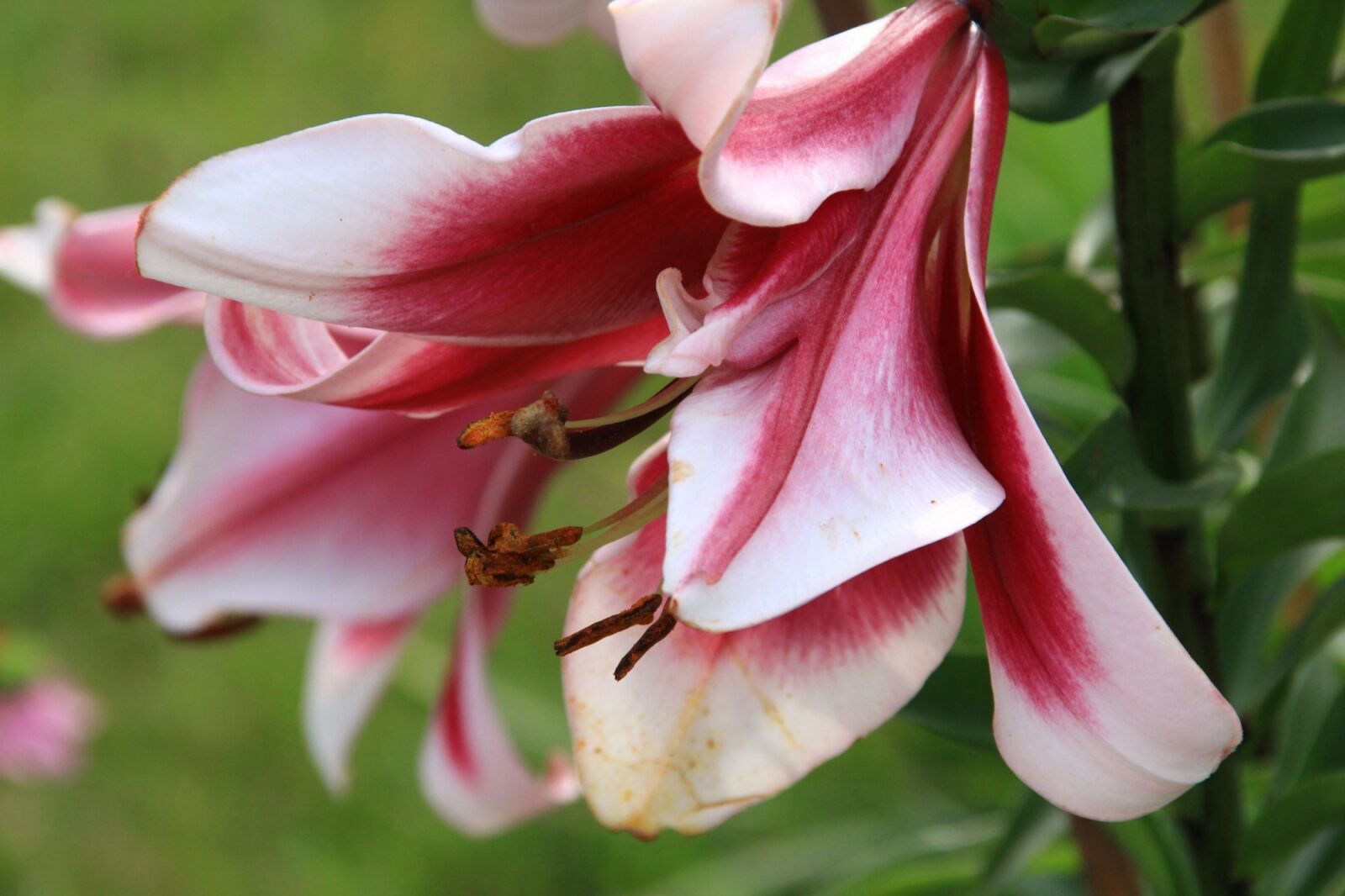 Canon EOS 100D (EOS Rebel SL1 / EOS Kiss X7) + Canon TS-E 90mm F2.8 Tilt-Shift sample photo. Lily, flower, lilies photography