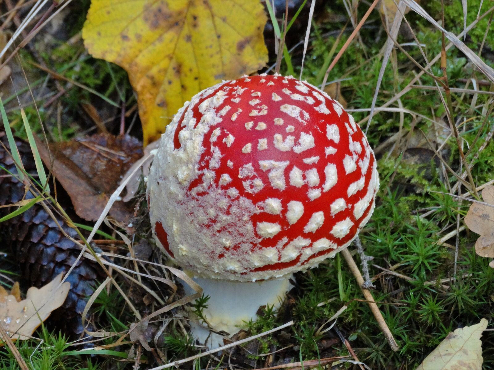 Sony Cyber-shot DSC-HX300 sample photo. Mushroom, amanita, fruits of photography