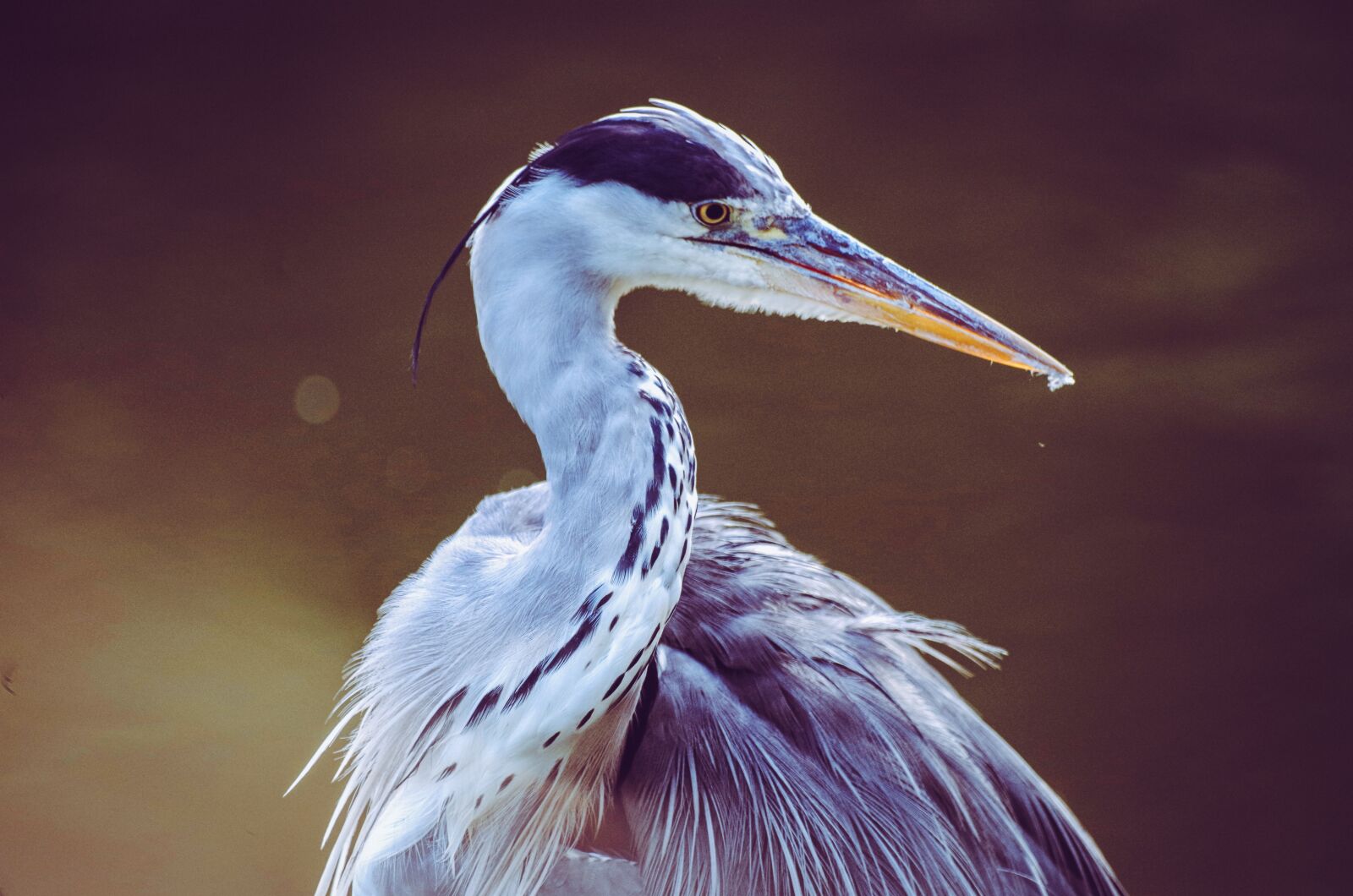 Pentax K-30 sample photo. Heron, grey heron, bird photography