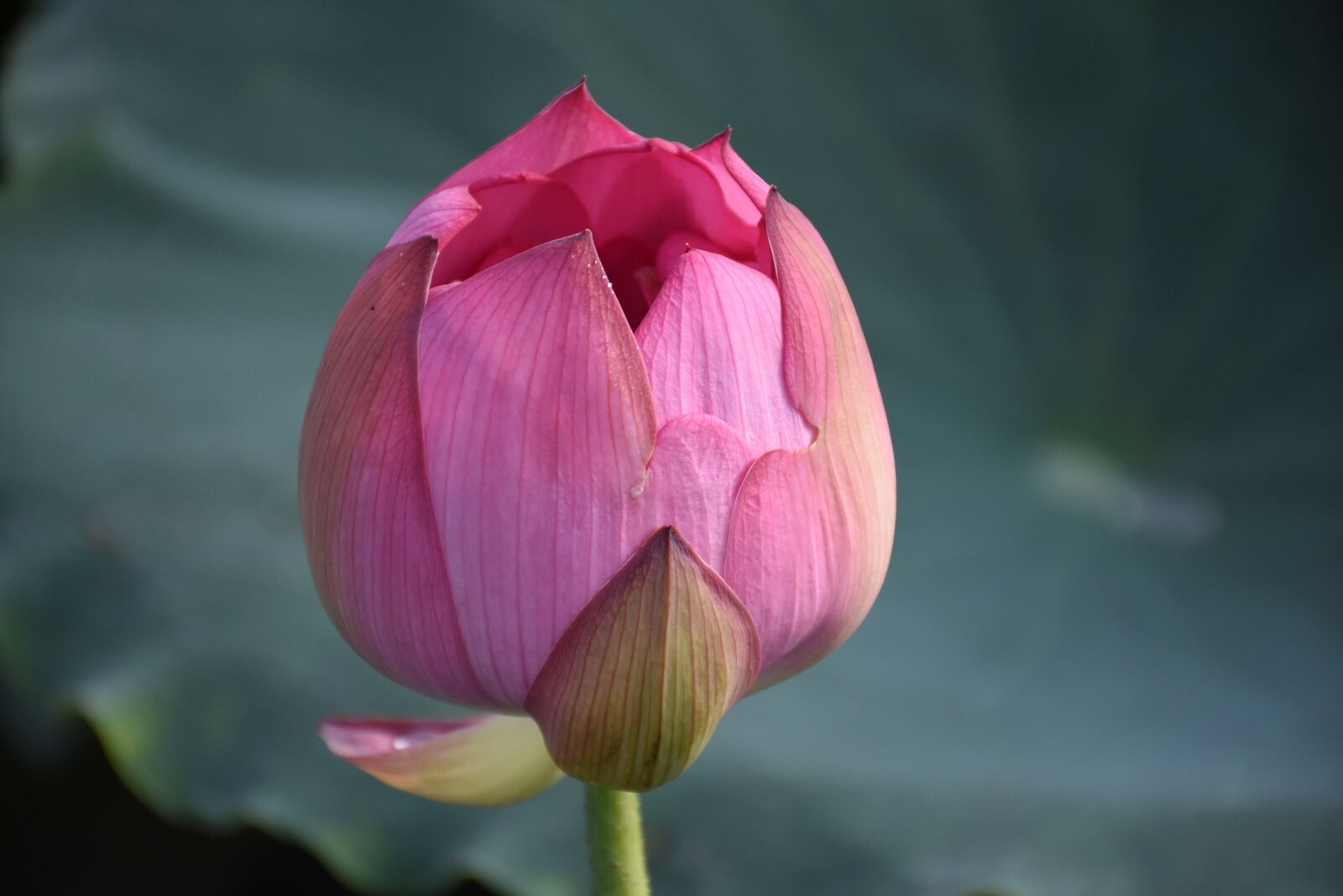 Nikon D7200 sample photo. Lotus, flower, pink photography