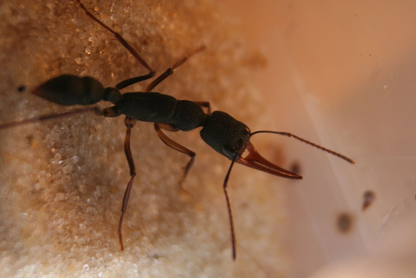 Canon EOS 350D (EOS Digital Rebel XT / EOS Kiss Digital N) sample photo. Ants, black ant, harpegnathos photography