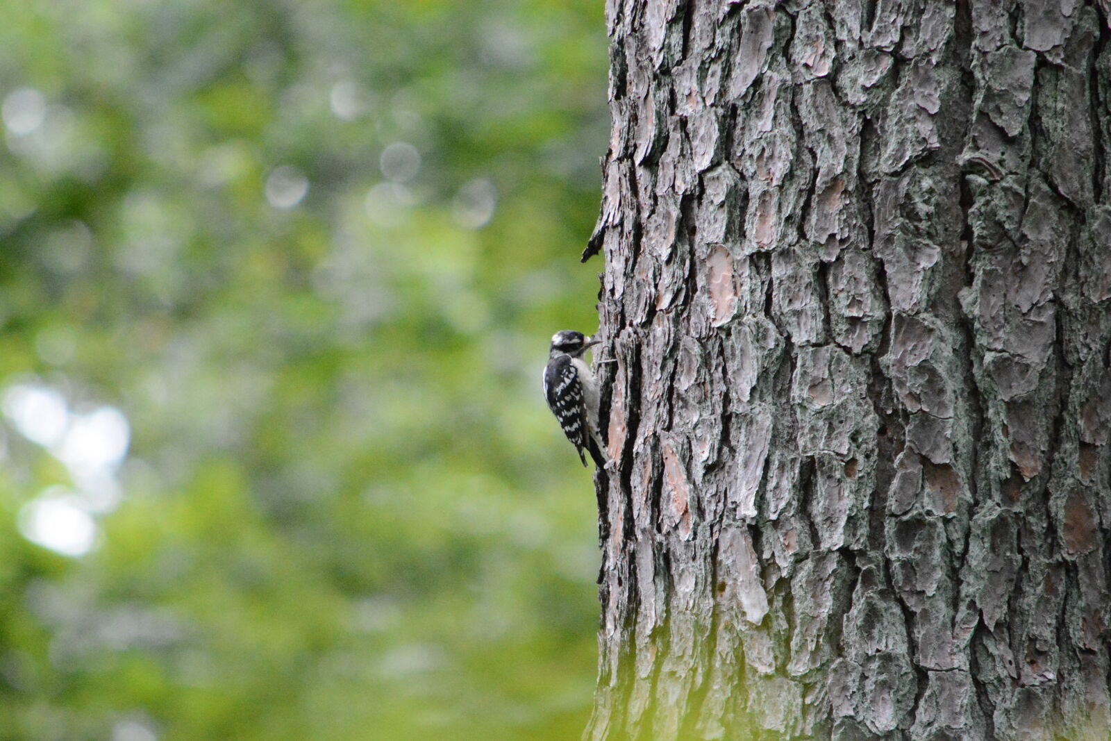 Nikon D7100 sample photo