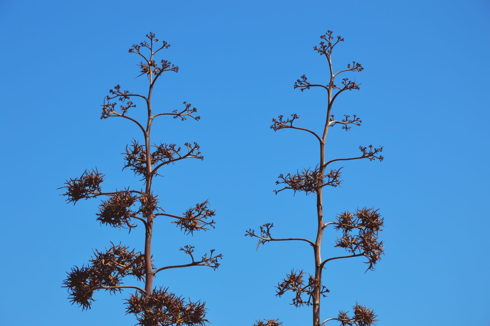 Nikon D3200 sample photo. Nature, maquis, sardinia photography