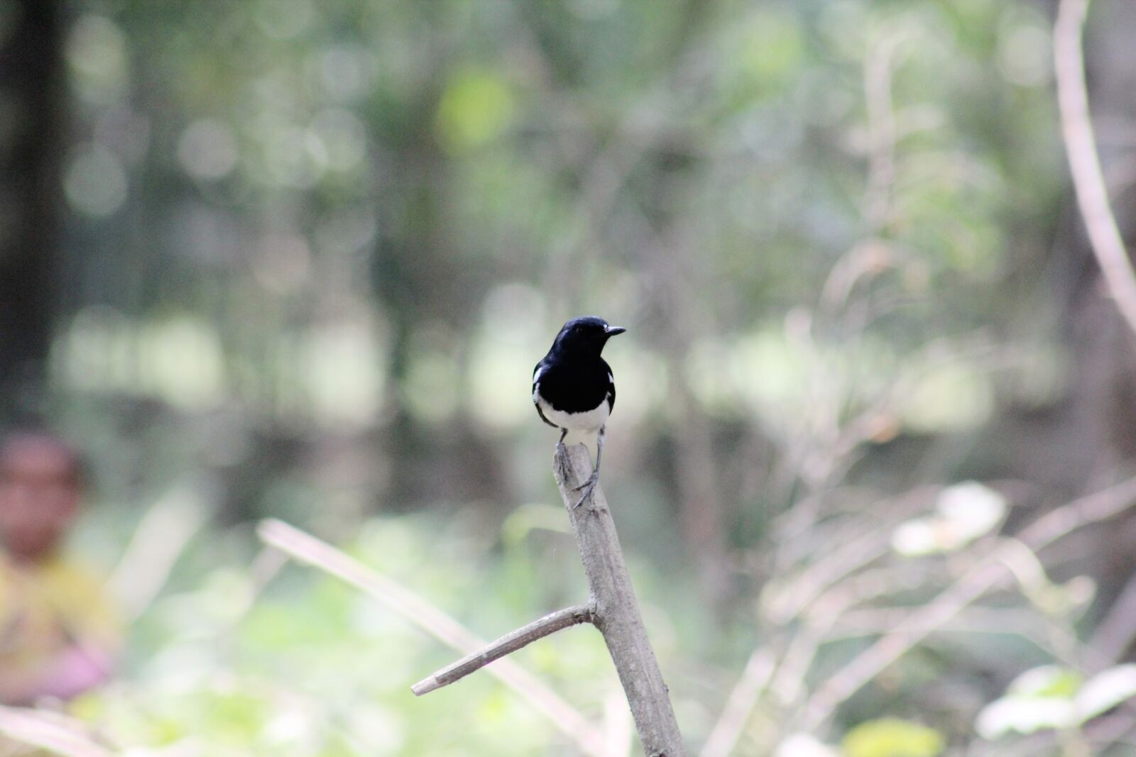 Canon EF75-300mm f/4-5.6 sample photo. Bard, wallpaper, natural photography