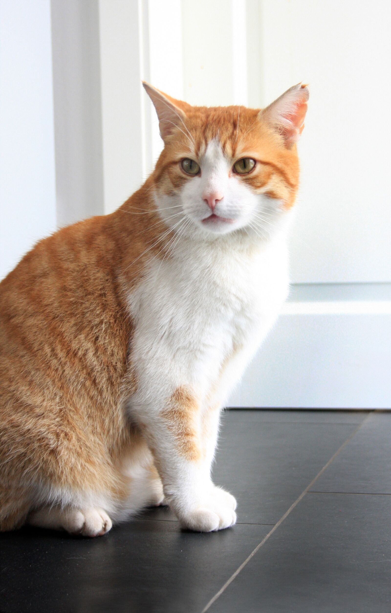 Canon EOS 40D sample photo. Cat, red, mackerel photography