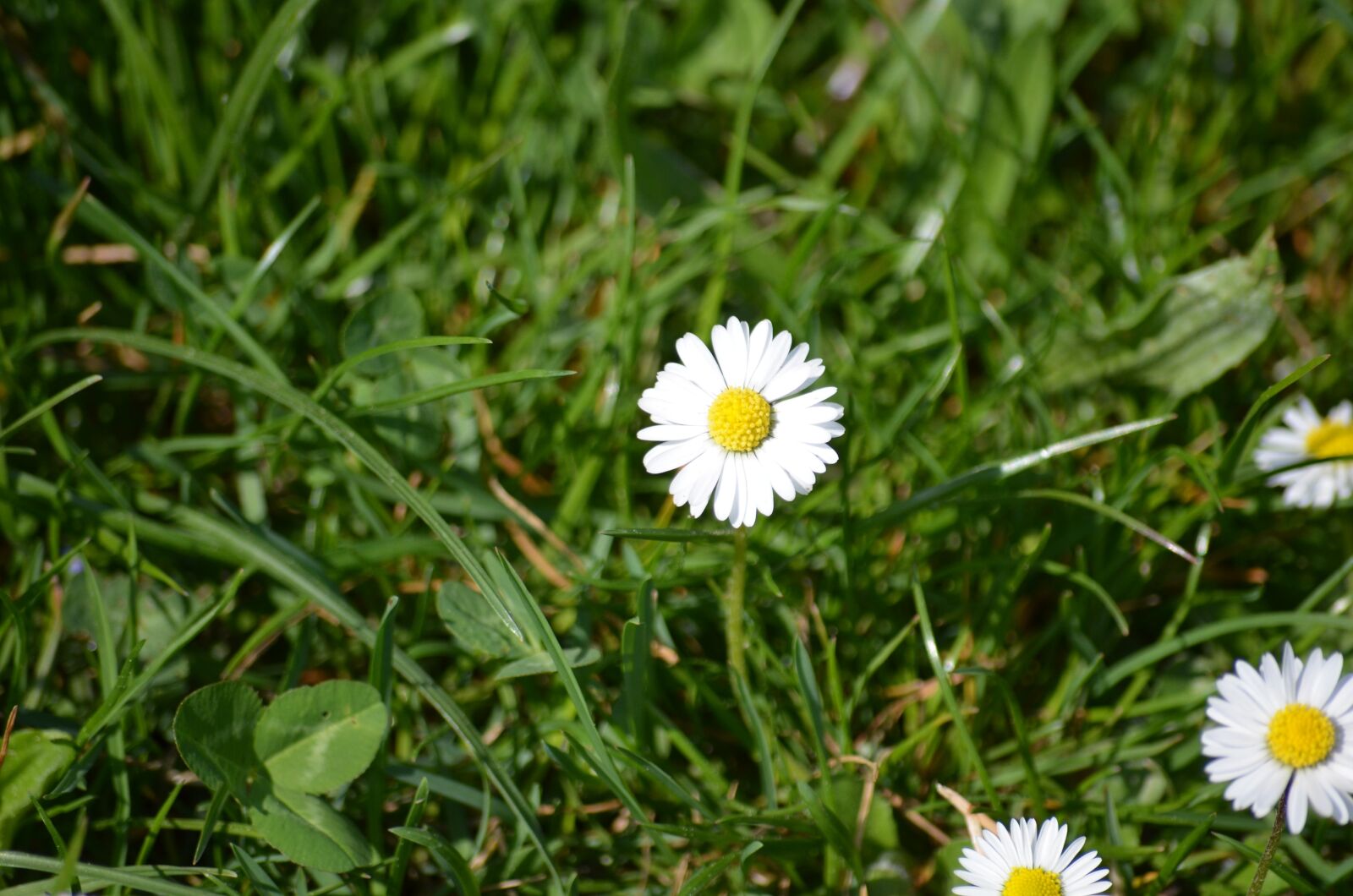 Nikon D5100 sample photo. Daisy, garden, flowers photography