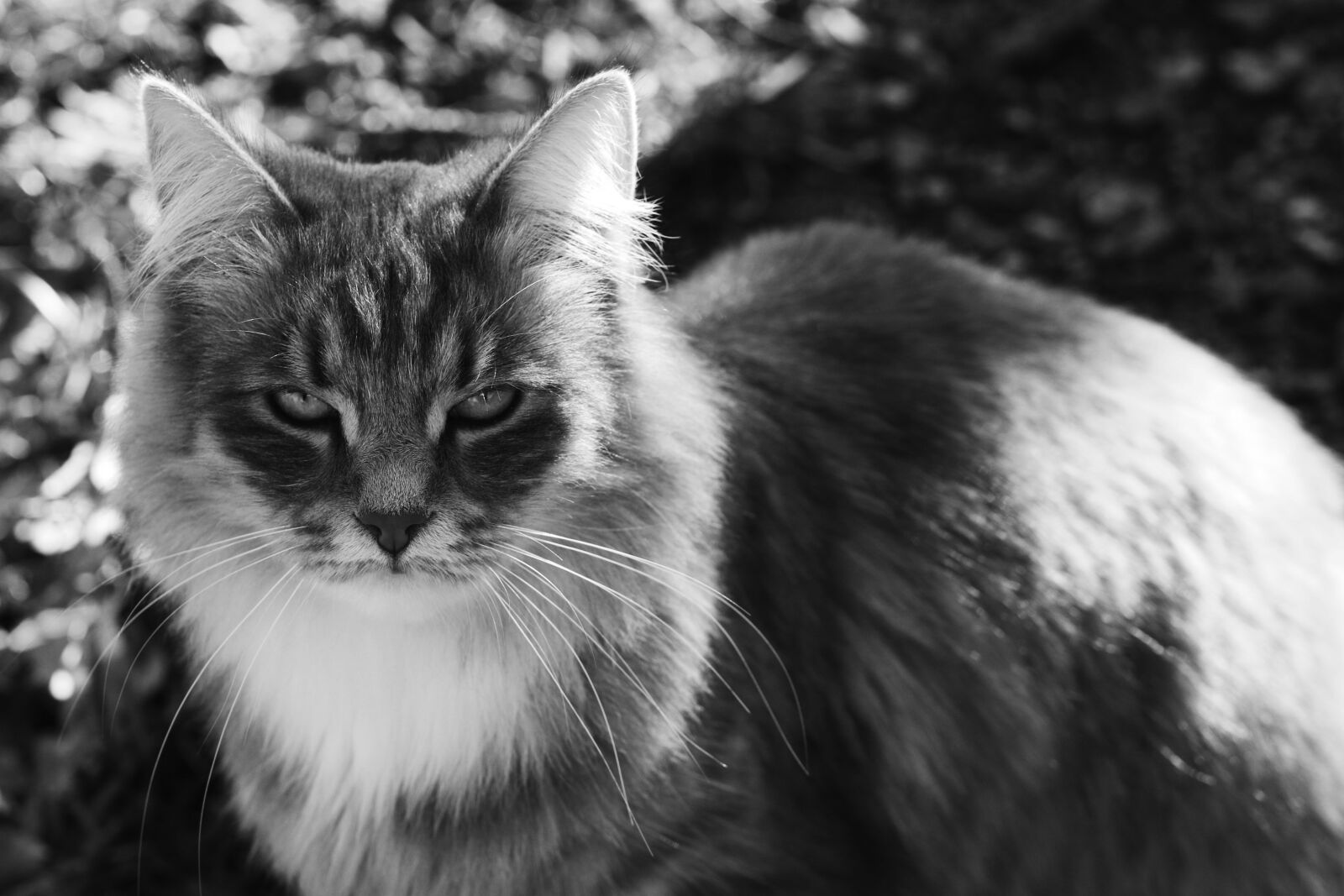 Canon EF 100mm F2.8L Macro IS USM sample photo. Cat, animal, pet photography