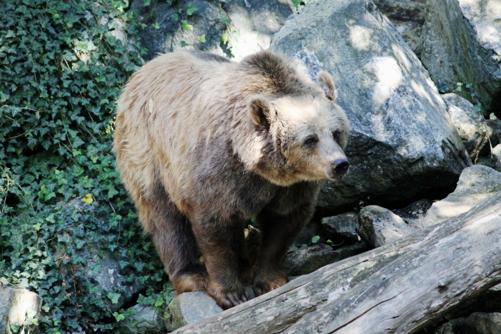 Canon EOS 50D sample photo. Bear, nature, fauna photography