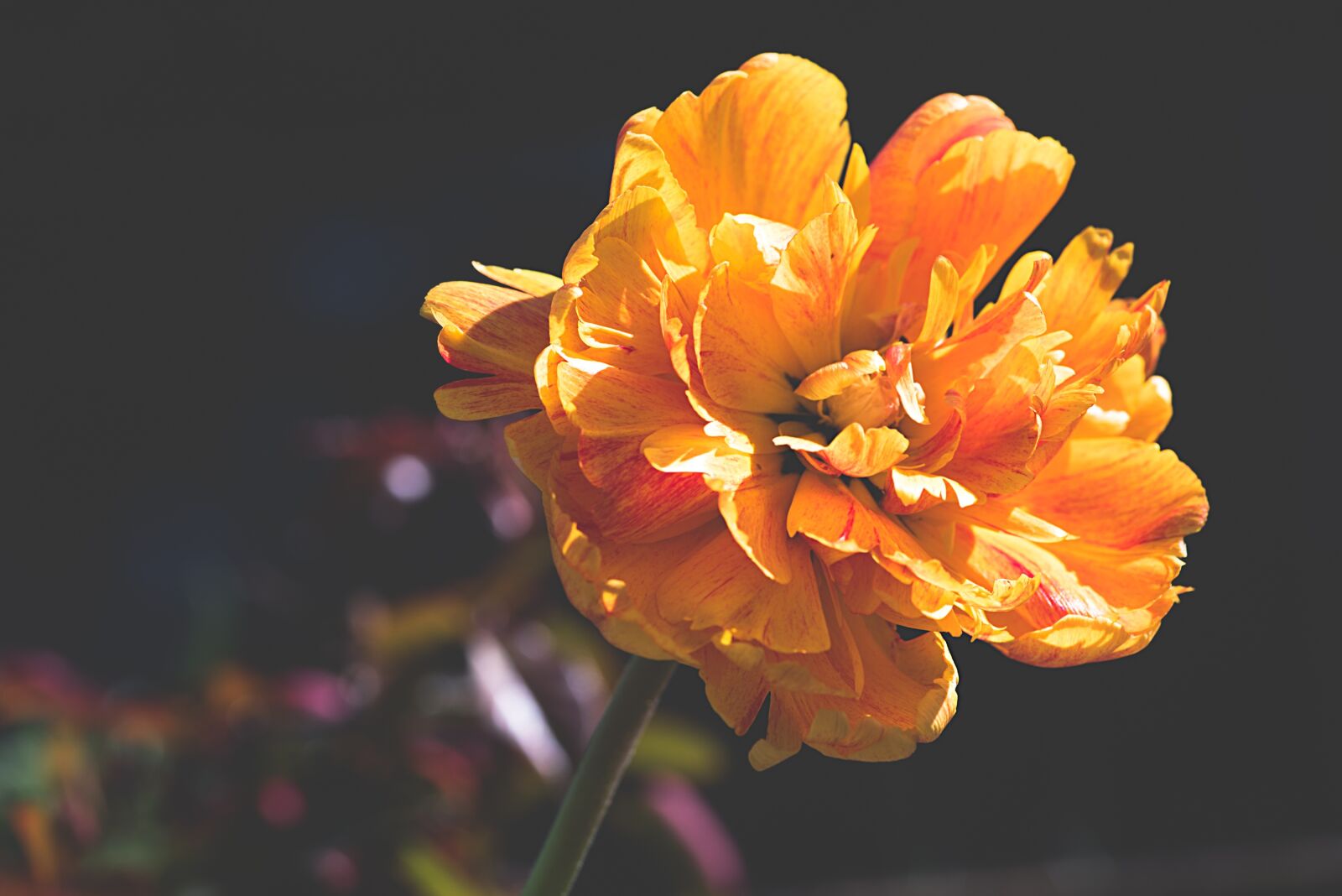 Nikon D750 sample photo. Peony, orange, orange flower photography