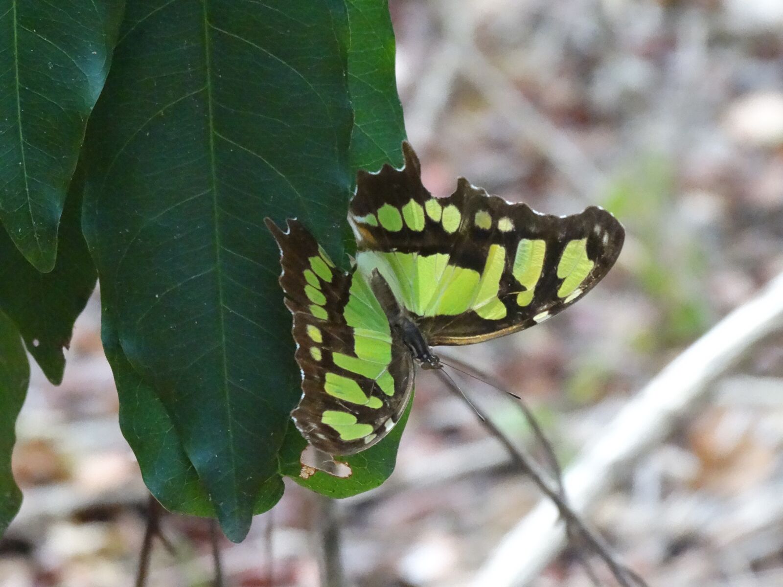 Sony Cyber-shot DSC-HX300 sample photo. Butterfly, nature, wings photography
