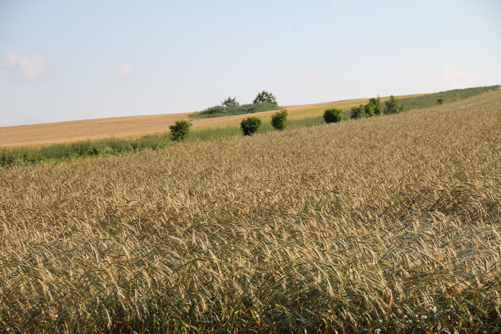 Canon EOS 550D (EOS Rebel T2i / EOS Kiss X4) sample photo. Field, cereals, landscape photography