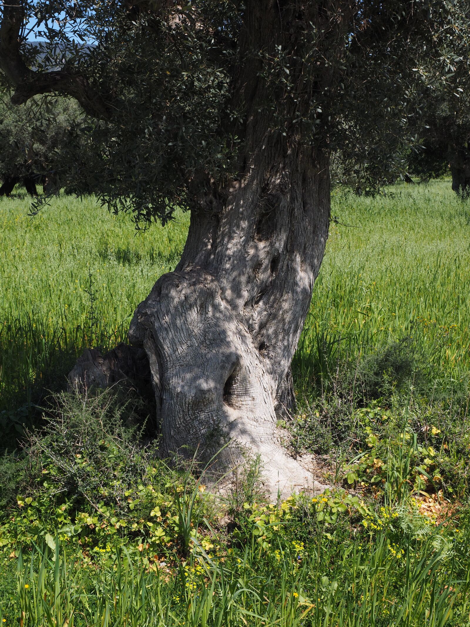 Olympus OM-D E-M1 + Olympus M.Zuiko Digital ED 12-40mm F2.8 Pro sample photo. Tribe, gnarled, old photography