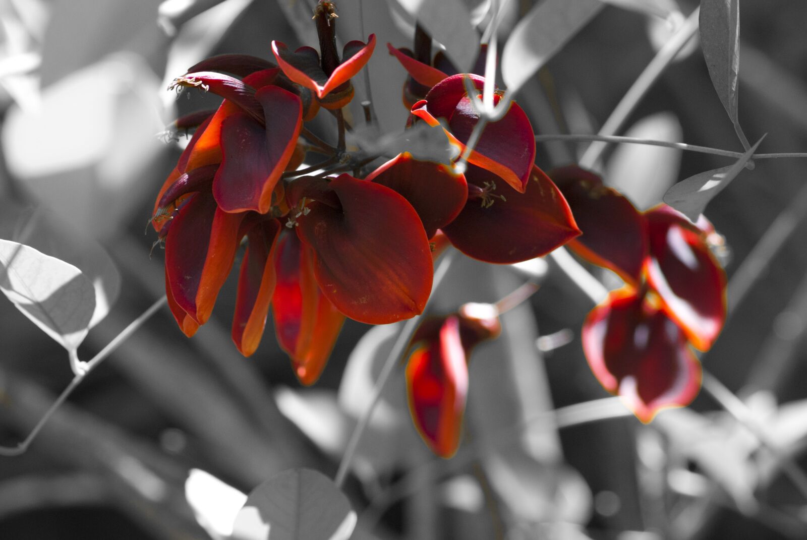 Nikon D3000 sample photo. Ceibo, flower, heritage photography