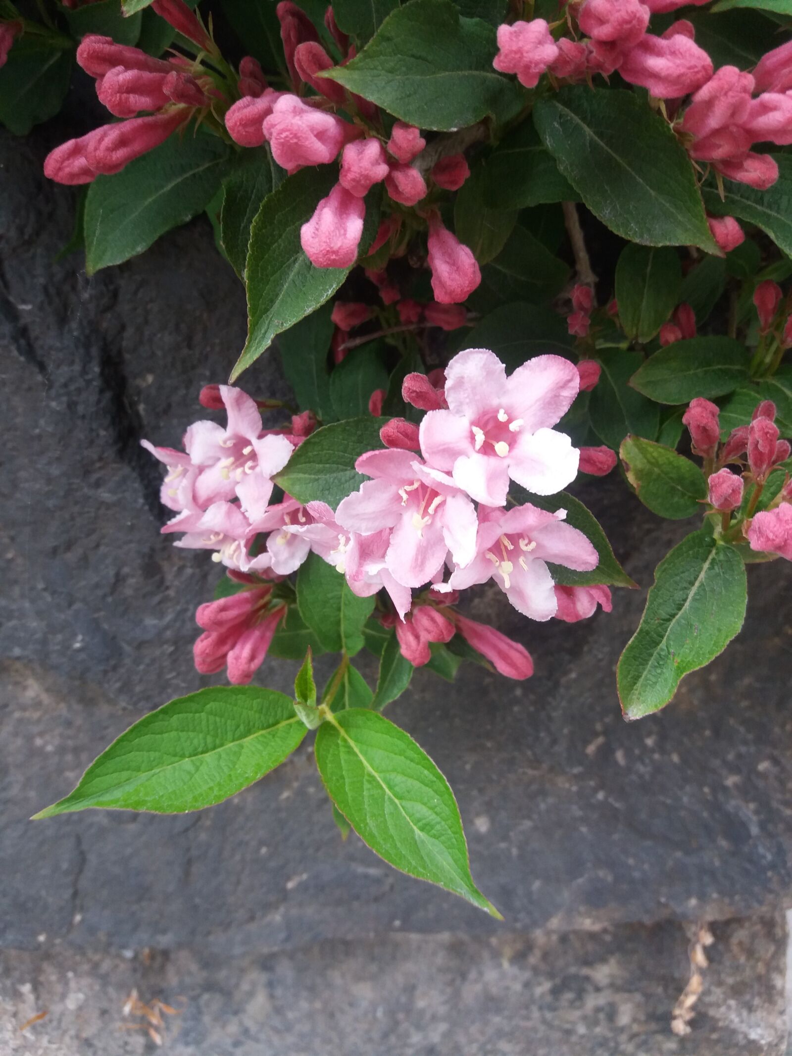 Samsung SM-J500FN sample photo. Flowers, summer, the nature photography