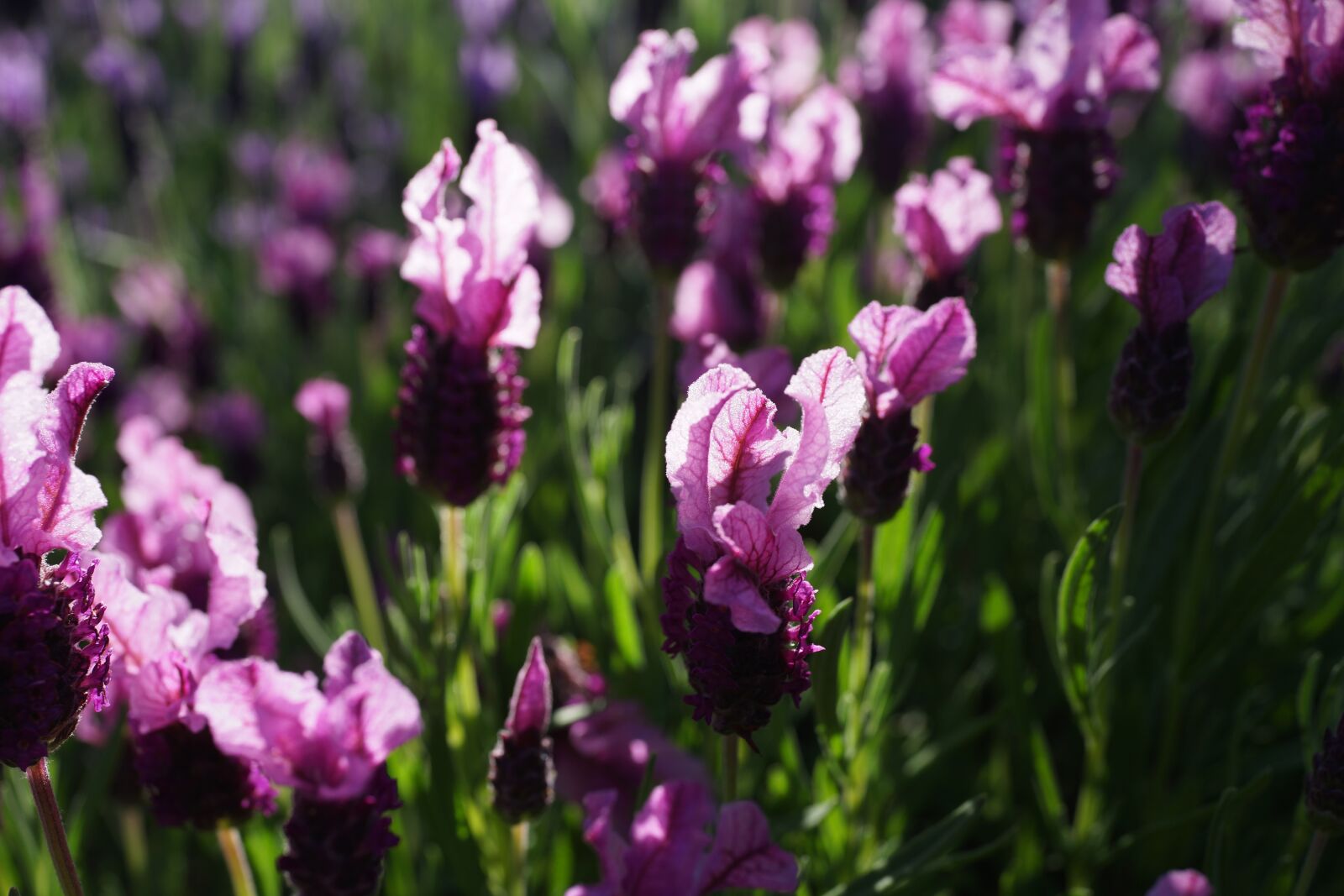 Sony Cyber-shot DSC-RX1R sample photo. Lavender garden, field, purple photography