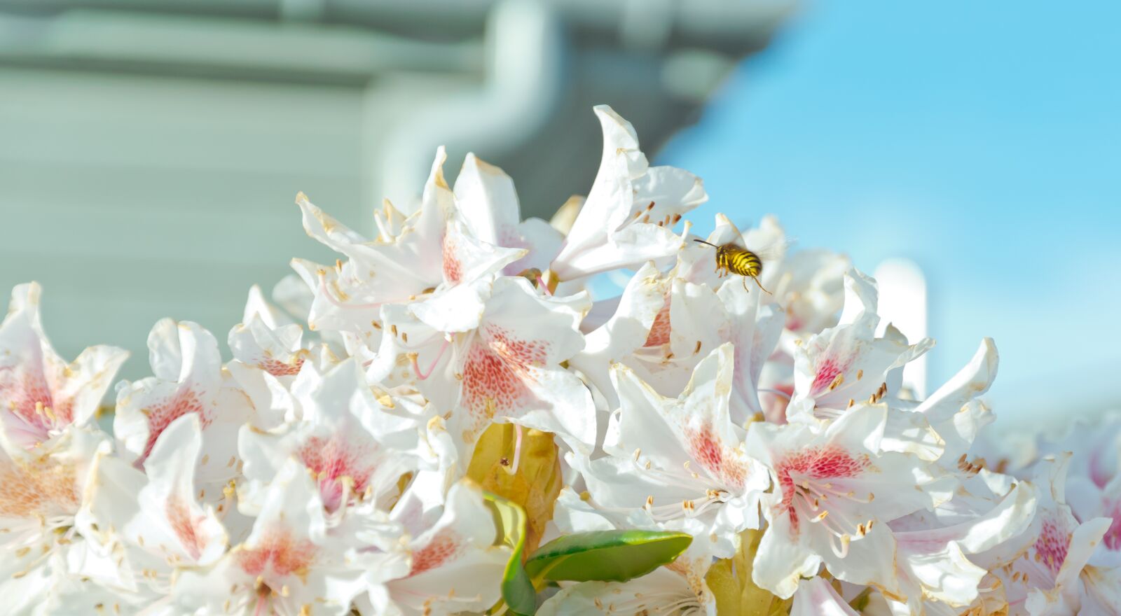 Nikon D3300 sample photo. Bee, summer, warm photography