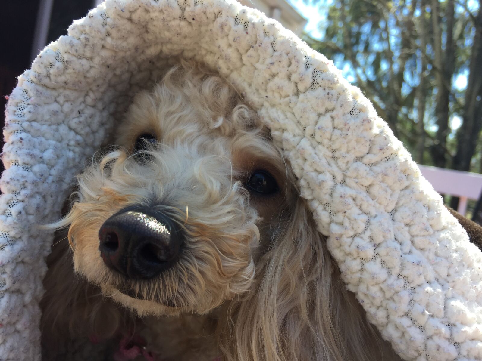 iPhone 6 Plus back camera 4.15mm f/2.2 sample photo. Adorable, affection, attention, messy photography