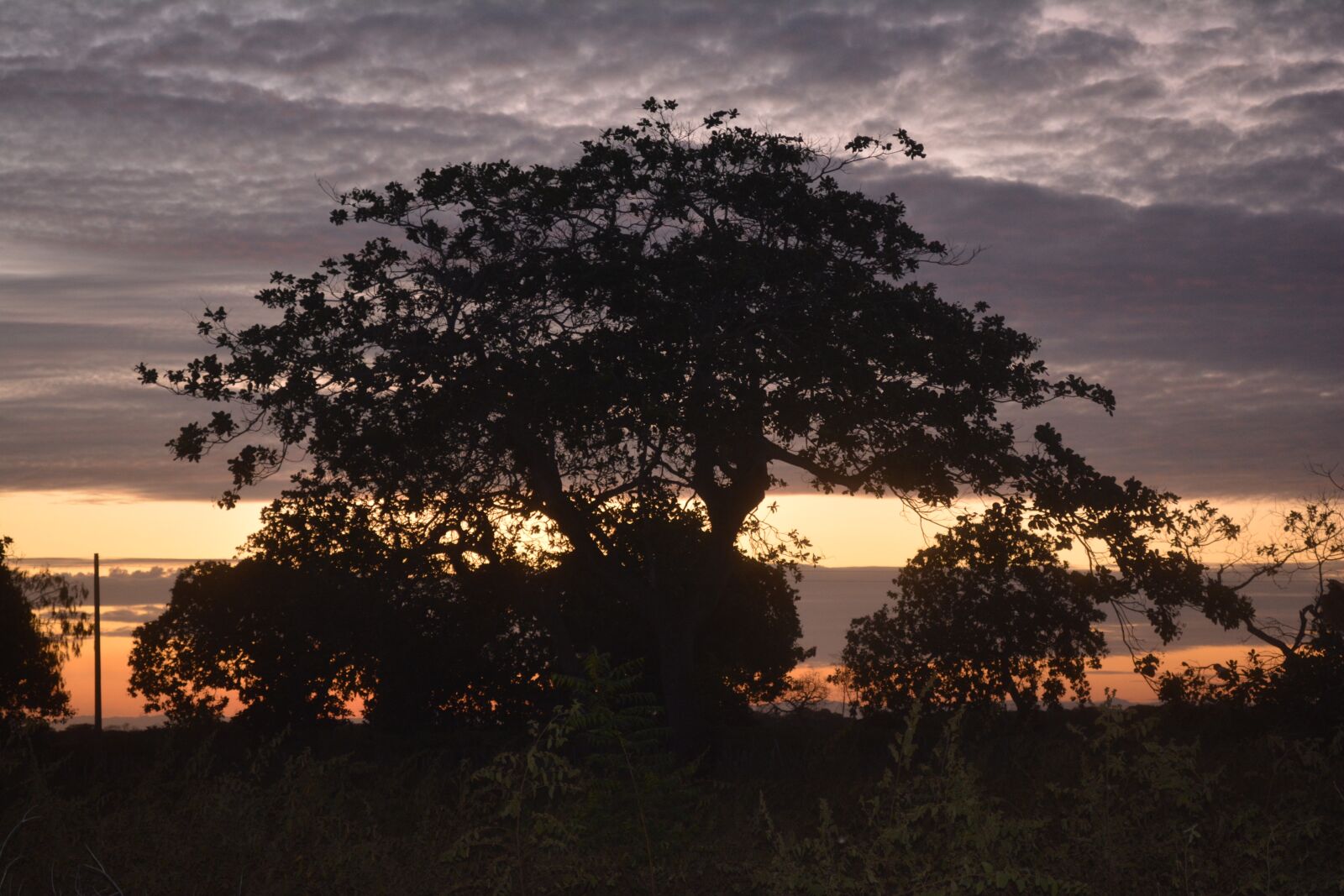 Nikon D5200 sample photo. Vegetation, nature, trees photography