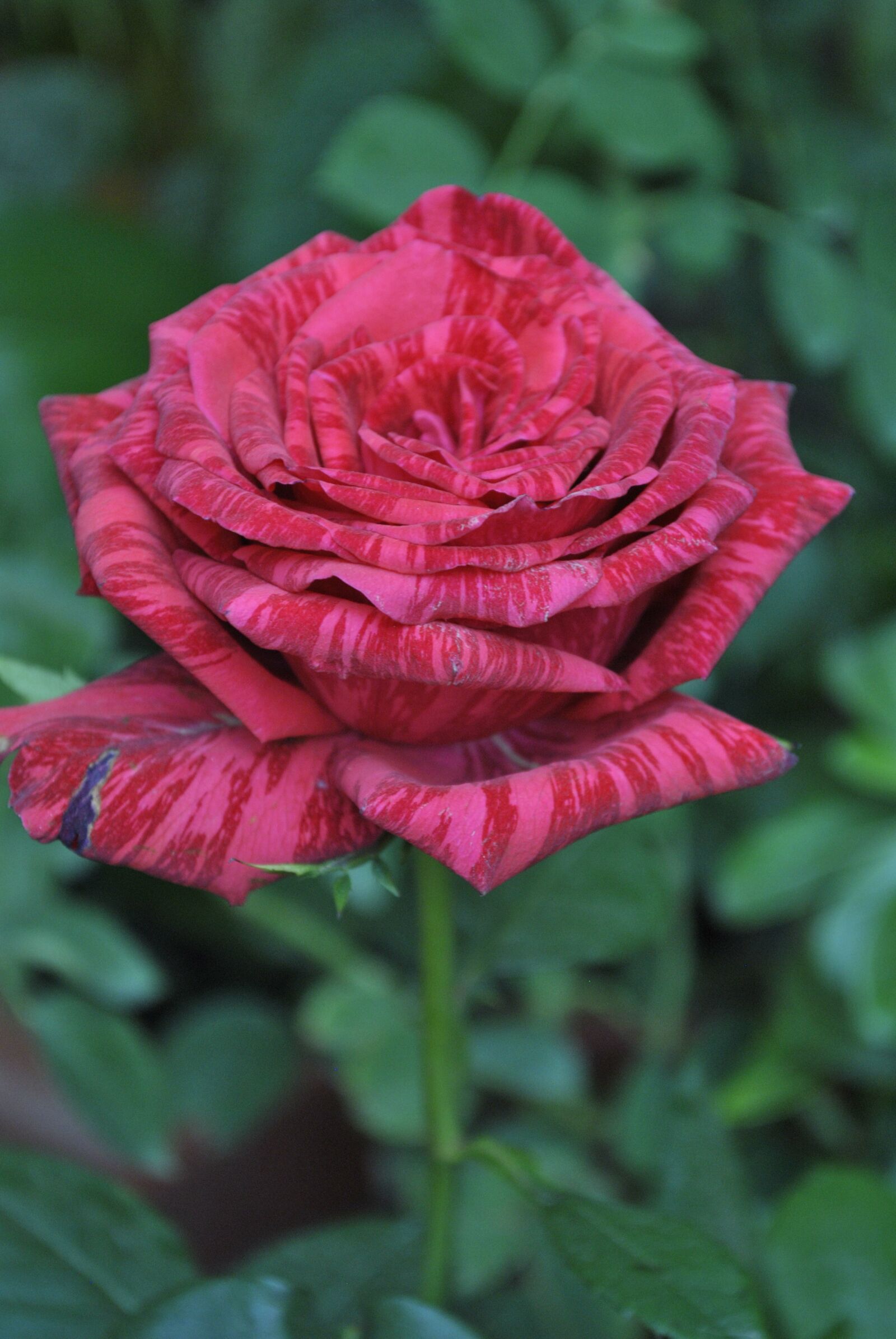 Nikon D3000 sample photo. Flower, rosa, garden photography
