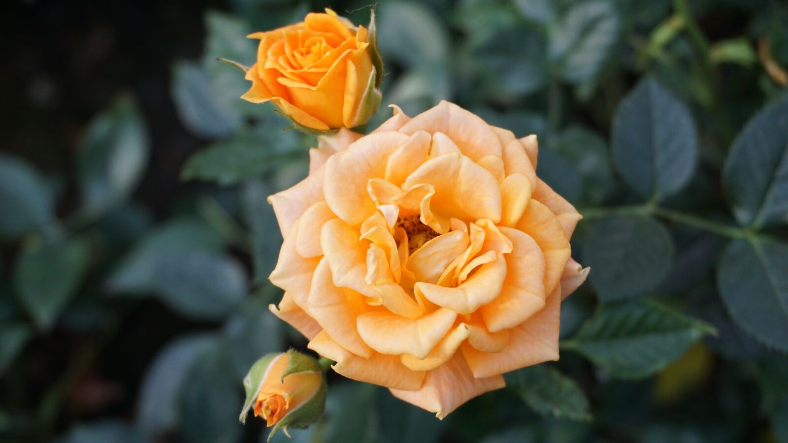 Sony E 16-50mm F3.5-5.6 PZ OSS sample photo. Flower, rose, leaf photography