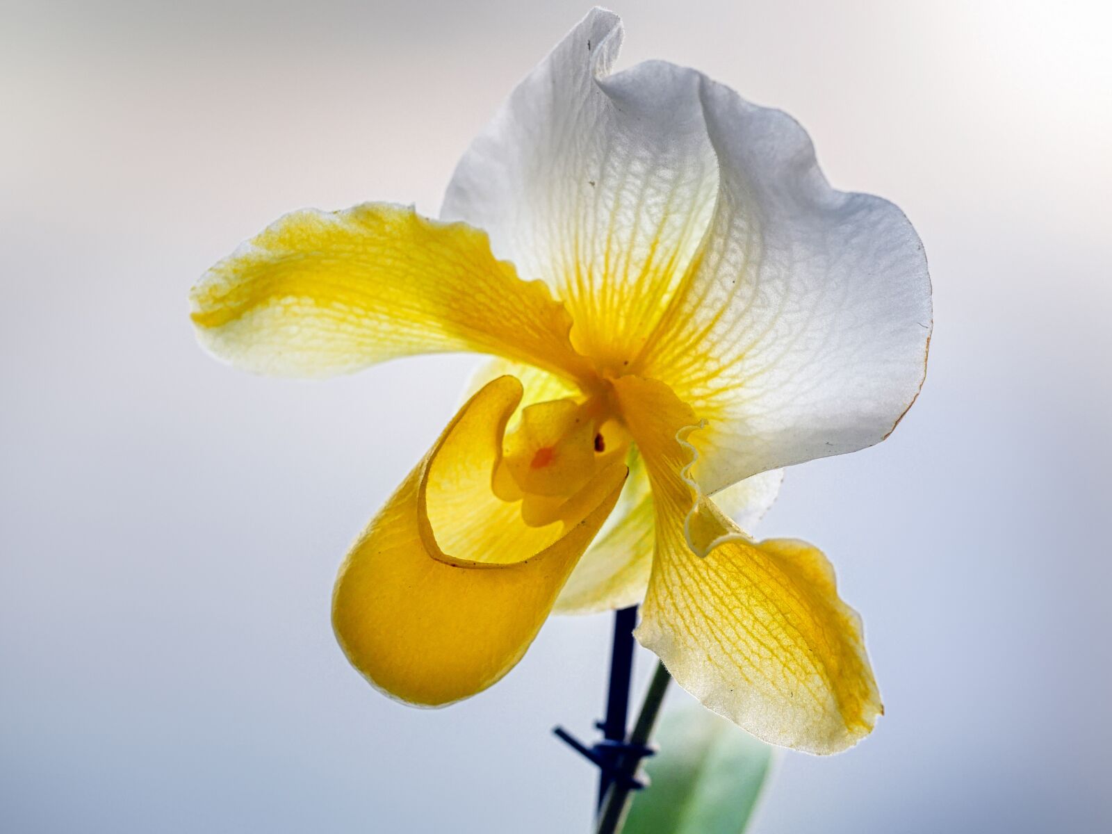 Panasonic Lumix DMC-GX8 sample photo. Orchid, yellow, flower photography