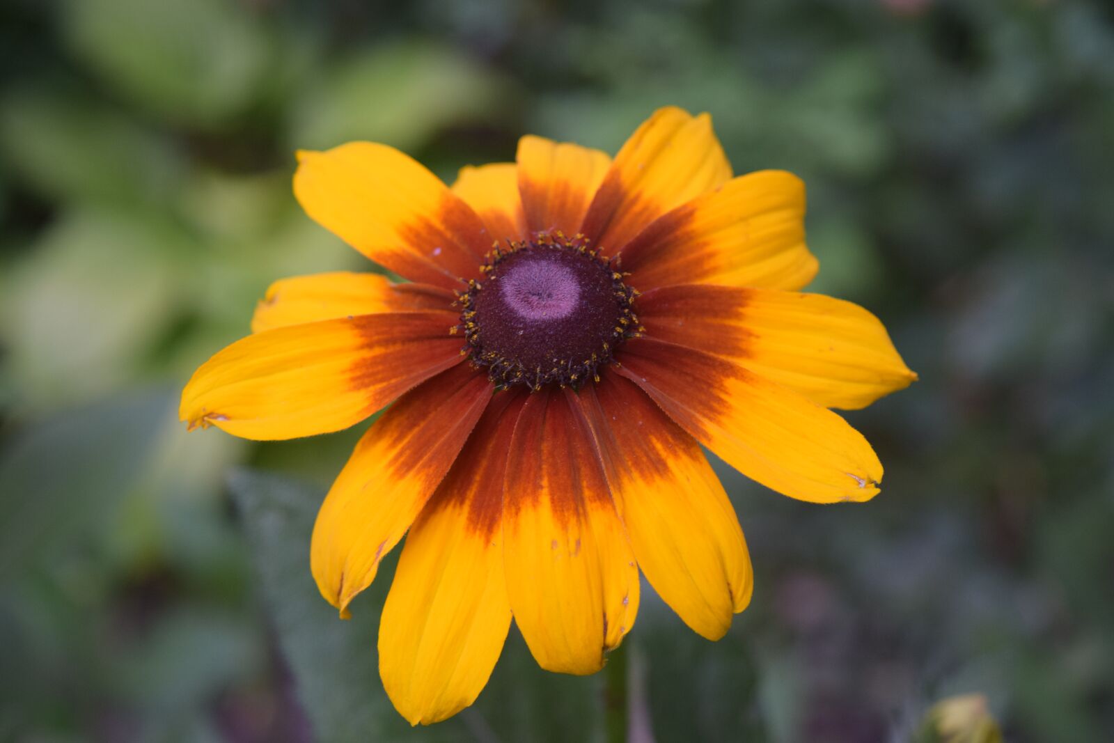 Nikon D5300 sample photo. Flower yellow, daisy yellow photography