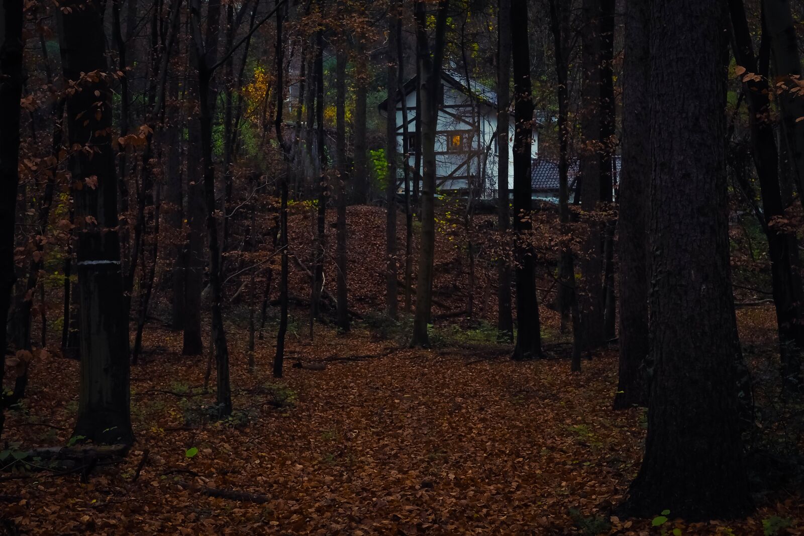 Olympus OM-D E-M10 sample photo. Forest, house, nature photography
