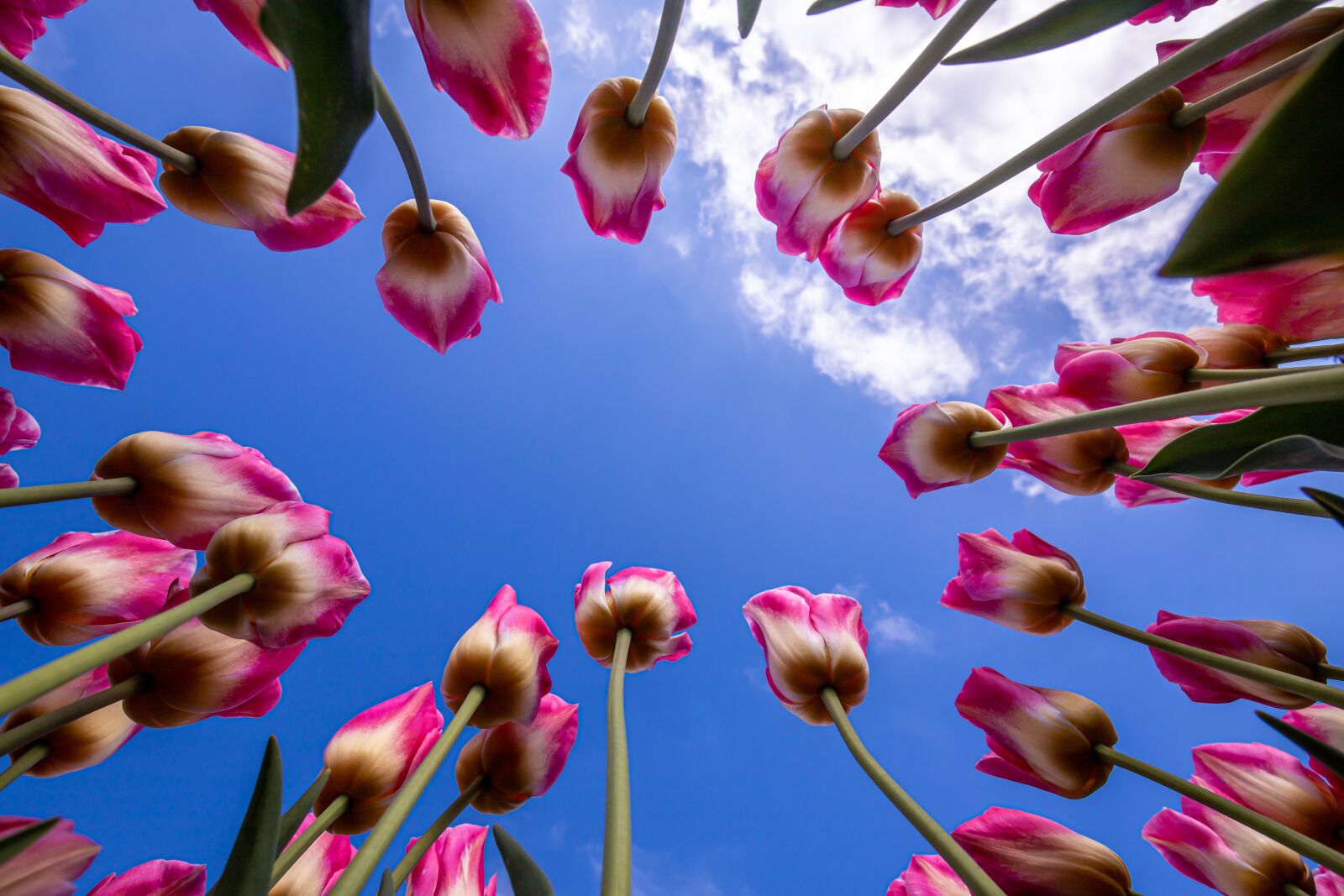 Canon EF 16-35mm F4L IS USM sample photo. Tulips, sky, clouds photography