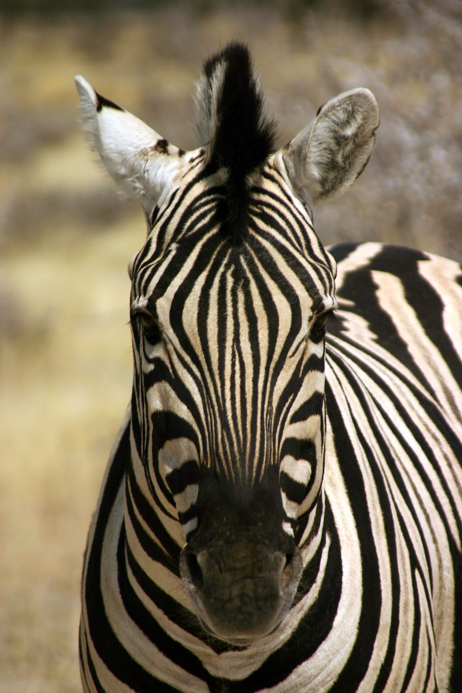 Canon EOS 300D (EOS Digital Rebel / EOS Kiss Digital) sample photo. Zebra, wilderness, safari photography
