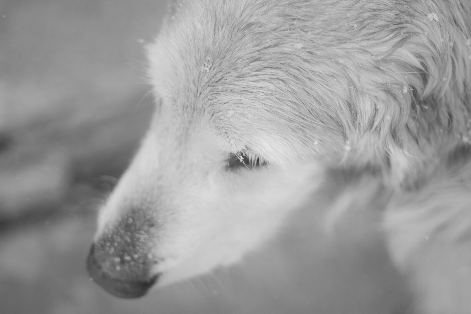 Canon EOS 550D (EOS Rebel T2i / EOS Kiss X4) sample photo. Golden, retriever, snow photography