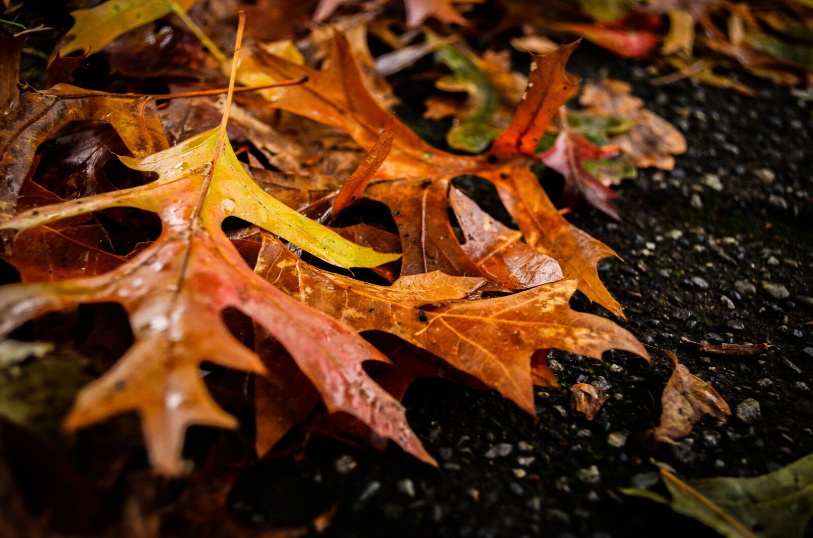 Nikon D5100 sample photo. Autumn, fall, leaves photography