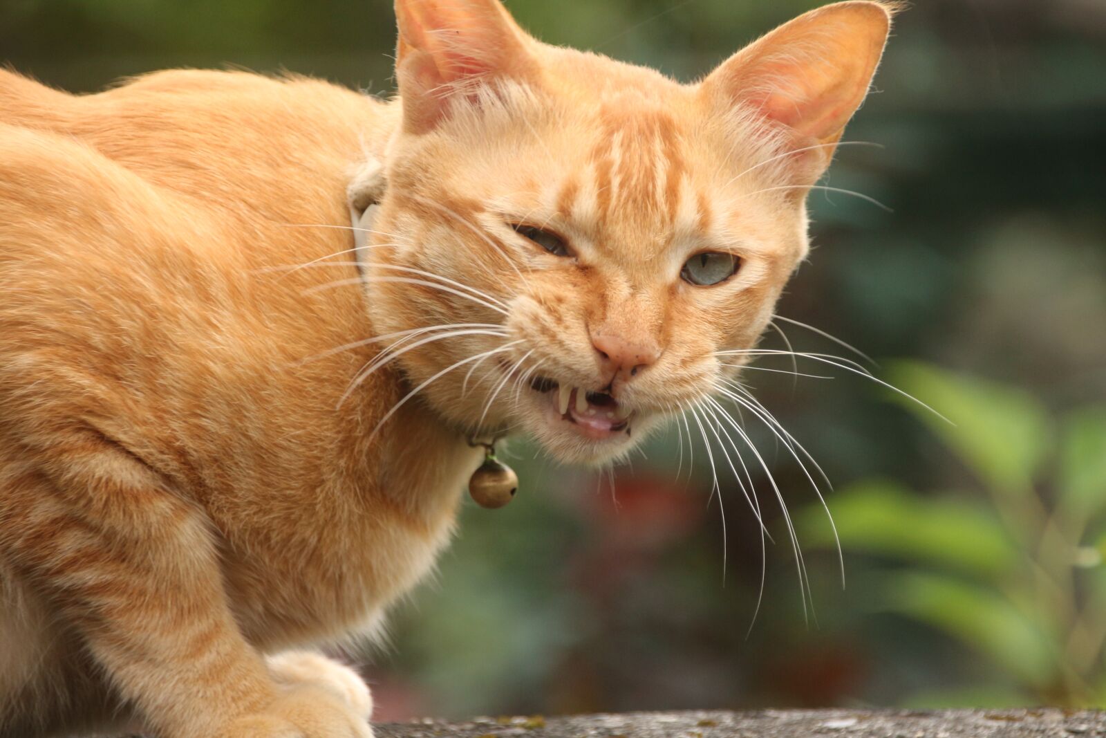 Canon EOS 650D (EOS Rebel T4i / EOS Kiss X6i) sample photo. Cute, animal, cat photography