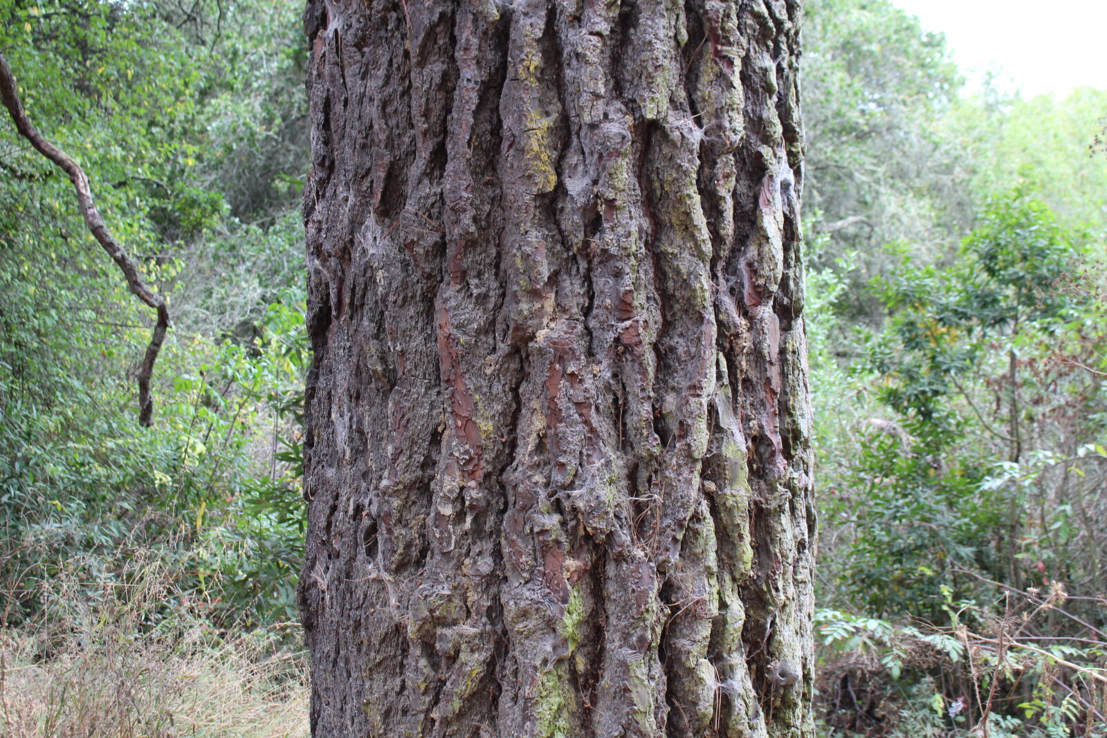Canon EOS 700D (EOS Rebel T5i / EOS Kiss X7i) sample photo. Nature, tree, woods photography