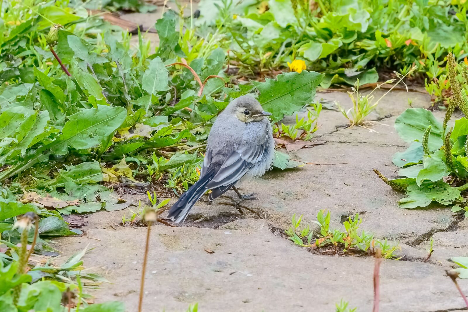 Nikon D7200 sample photo. Birds, animals, nature photography