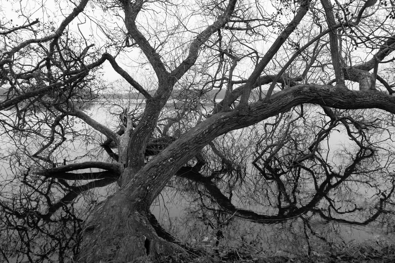 Sony Cyber-shot DSC-RX100 III sample photo. Lake, wood, branches photography
