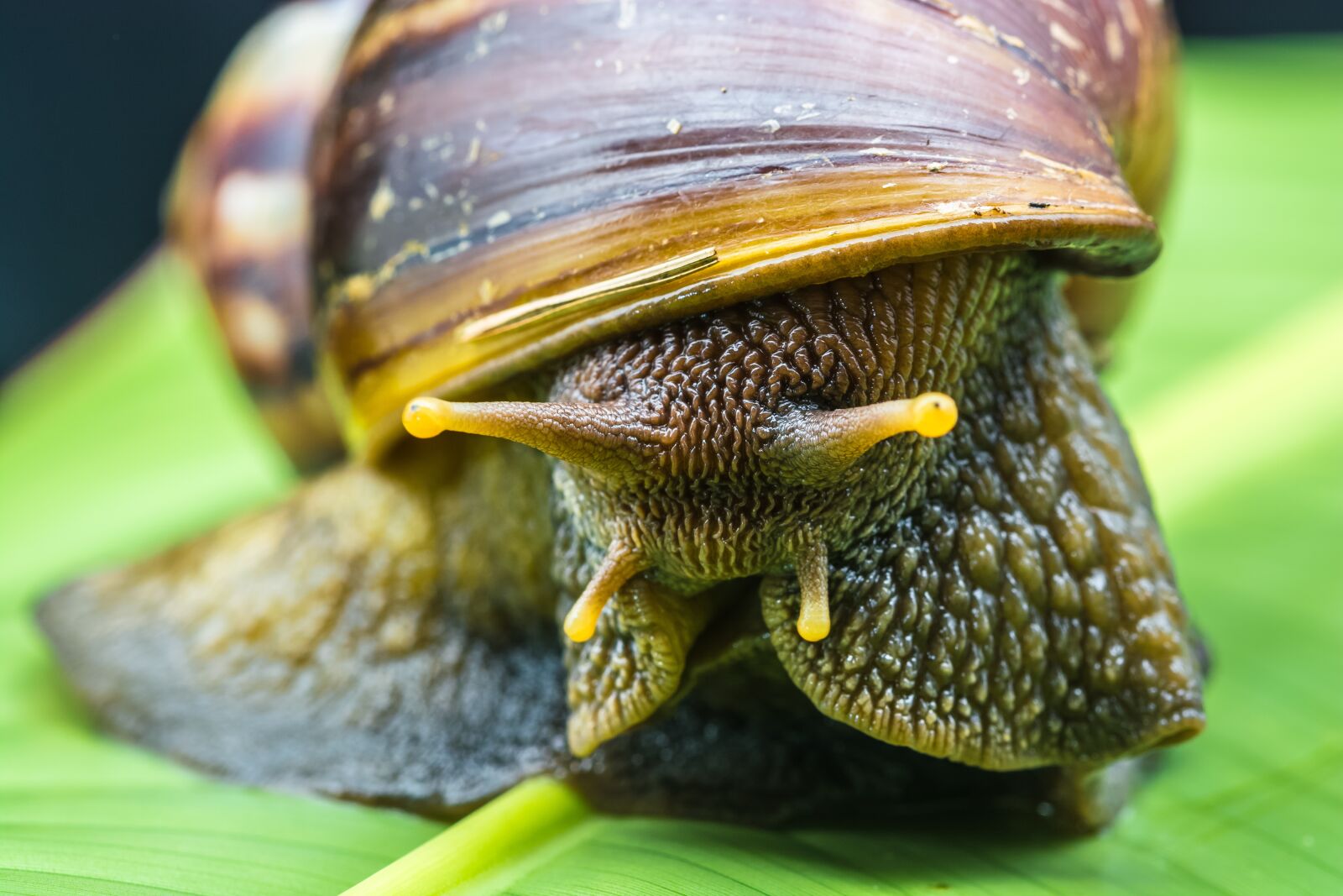 Nikon D5200 sample photo. Snail, slimy, land snail photography