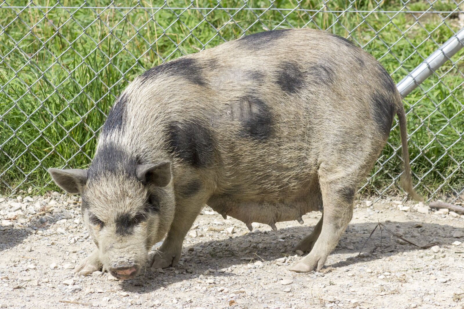 Canon EOS 600D (Rebel EOS T3i / EOS Kiss X5) sample photo. Pot-bellied pig, pig, swine photography