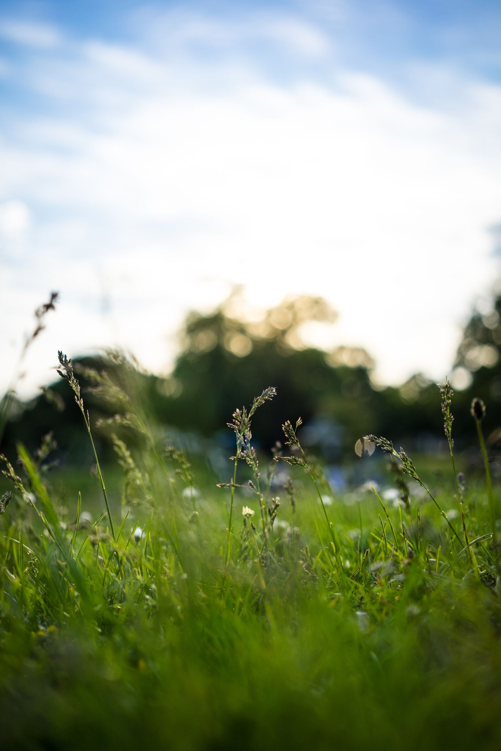 Sony a7 sample photo. Grass, meadow, halm photography