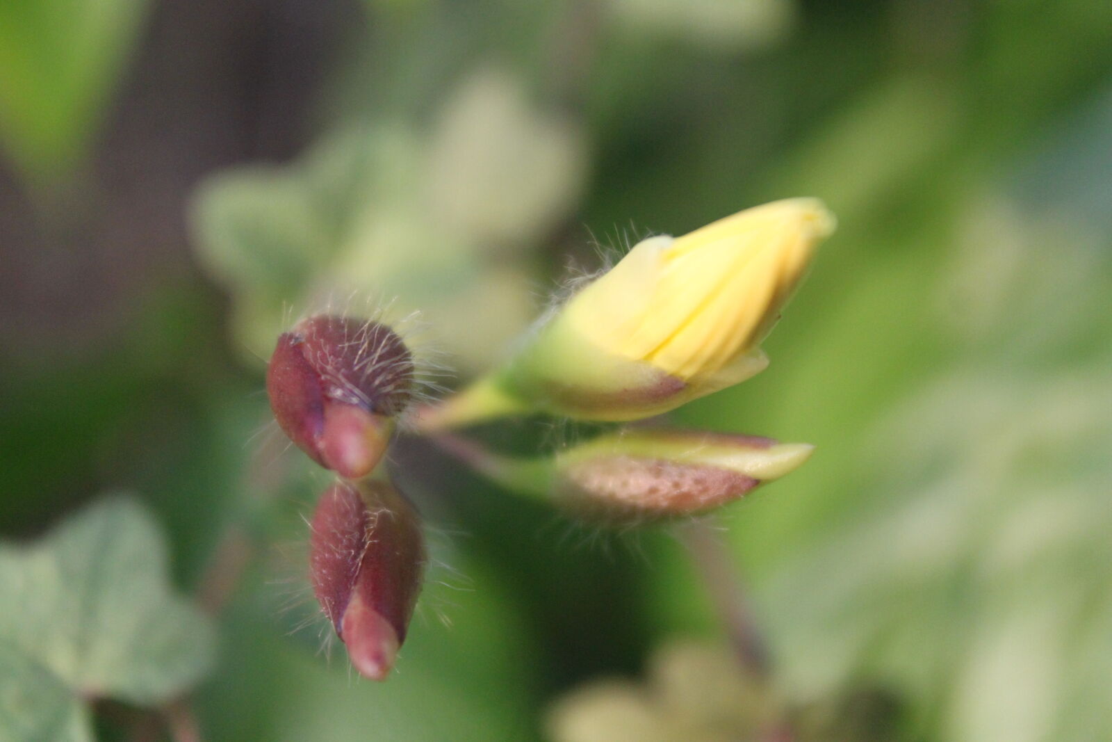 Canon EOS 500D (EOS Rebel T1i / EOS Kiss X3) sample photo. Bangladesh, canal, fisherman, flower photography