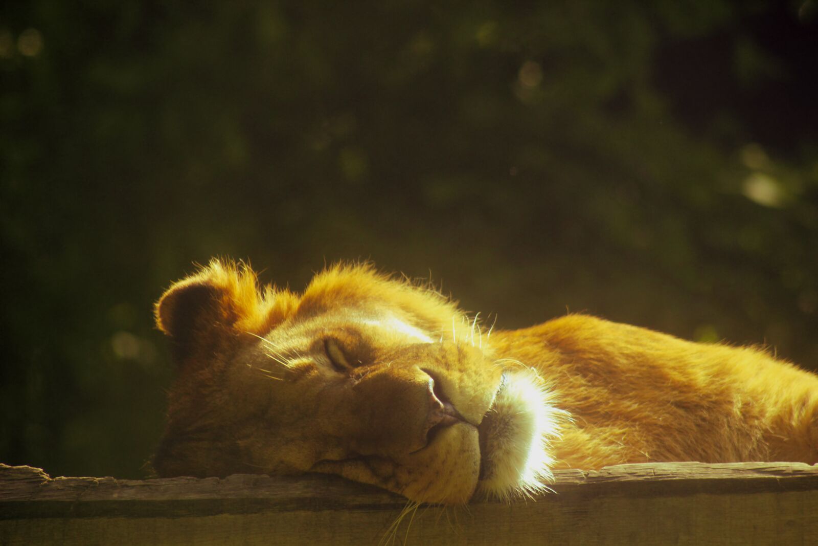 Canon EOS 600D (Rebel EOS T3i / EOS Kiss X5) sample photo. Lion, sleeping, lying photography