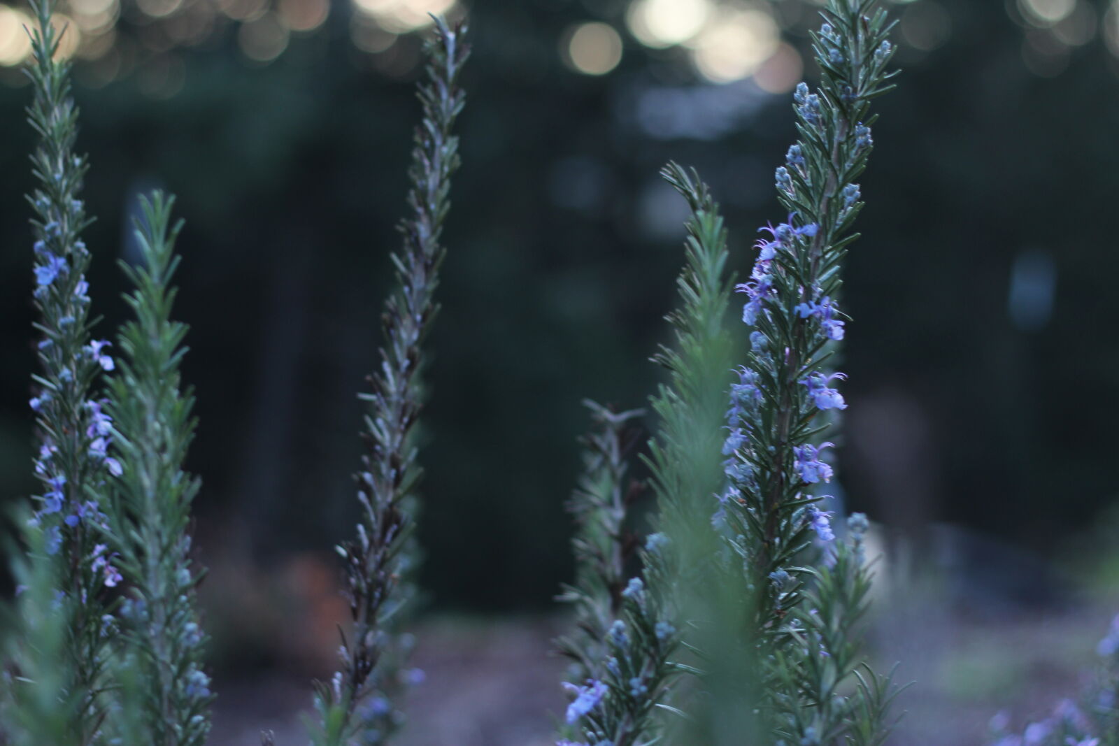 Canon EOS 1200D (EOS Rebel T5 / EOS Kiss X70 / EOS Hi) sample photo. Bush photography