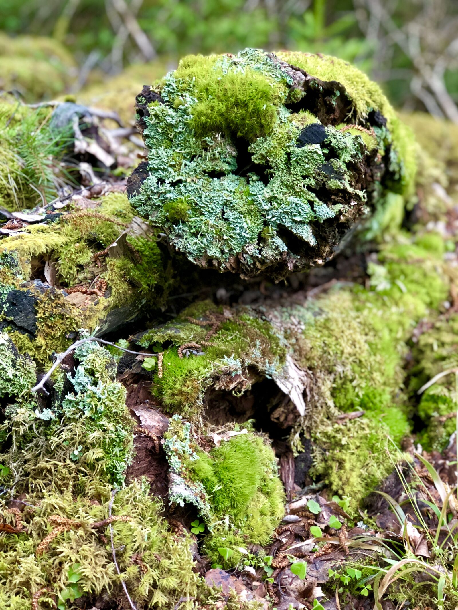 Apple iPhone 8 Plus sample photo. Forest, forest floor, moss photography