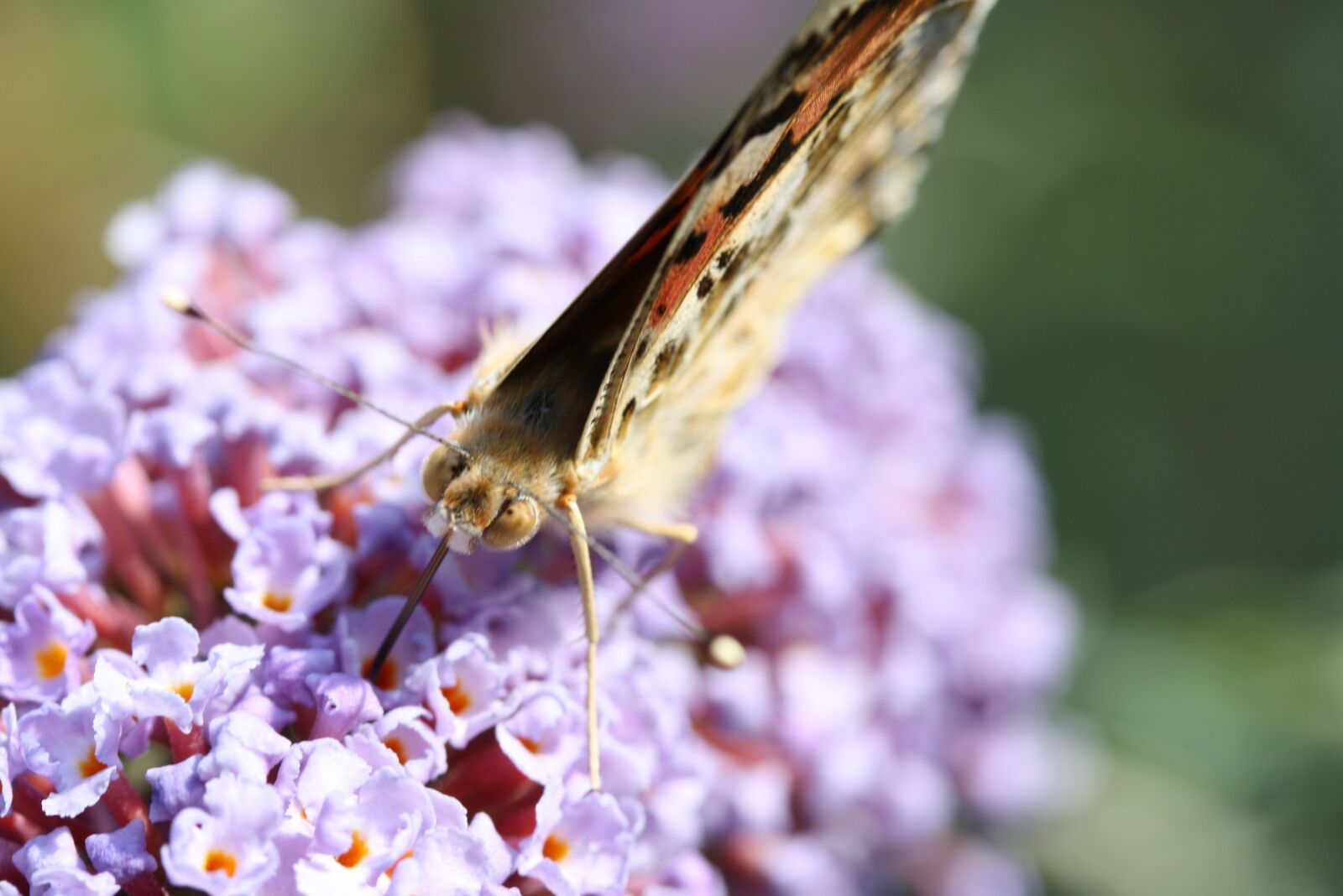 Canon EOS 1000D (EOS Digital Rebel XS / EOS Kiss F) sample photo. Butterfly, macro, insect photography