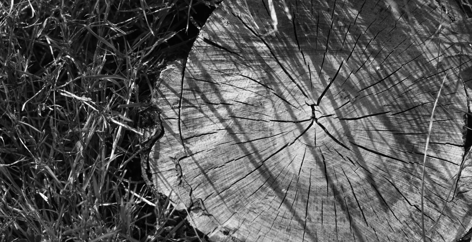 Canon EOS 700D (EOS Rebel T5i / EOS Kiss X7i) + Canon EF 50mm F1.8 STM sample photo. Stump, nature, forest photography