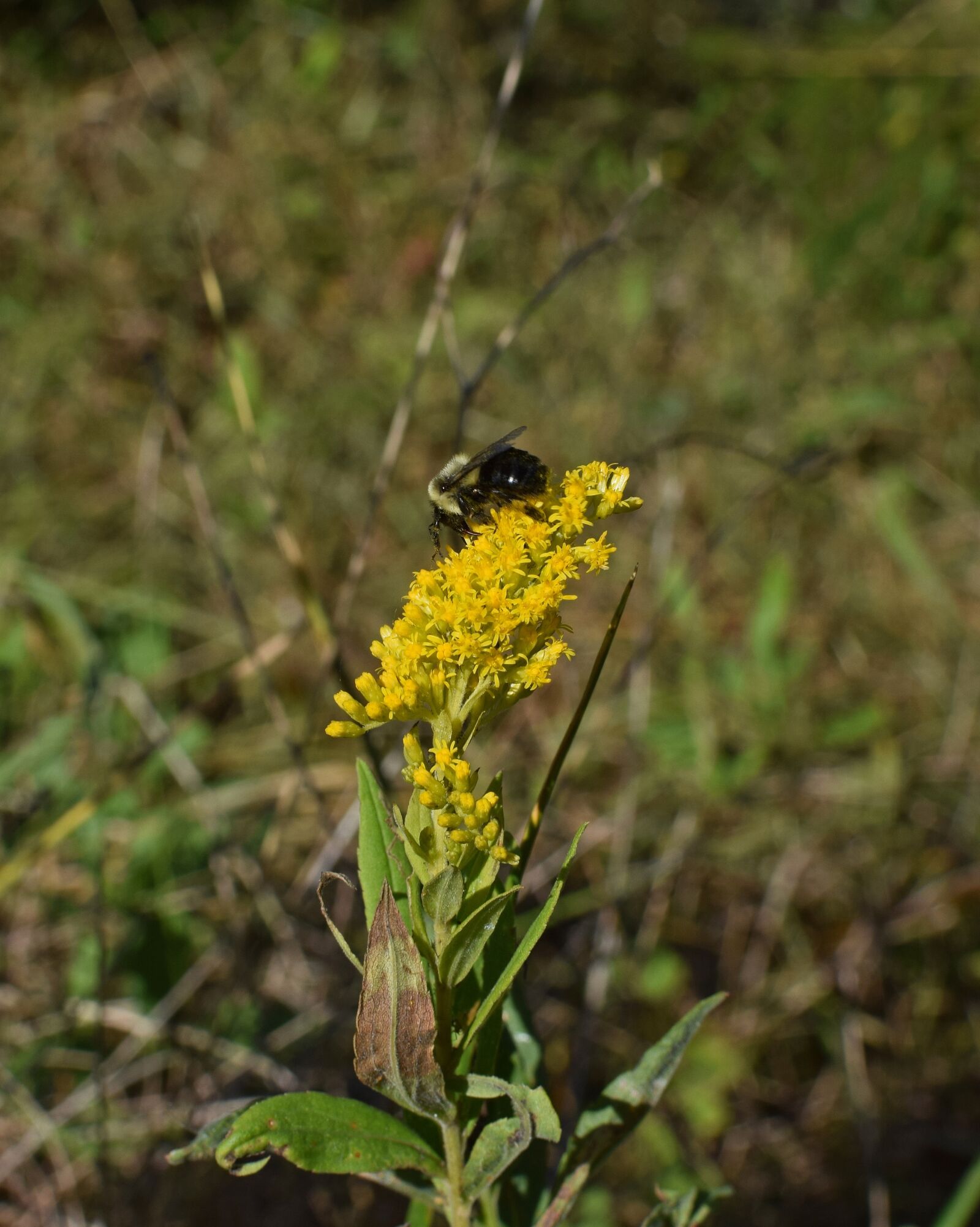 Nikon D3300 sample photo. Honeybee on goldenrod, bee photography