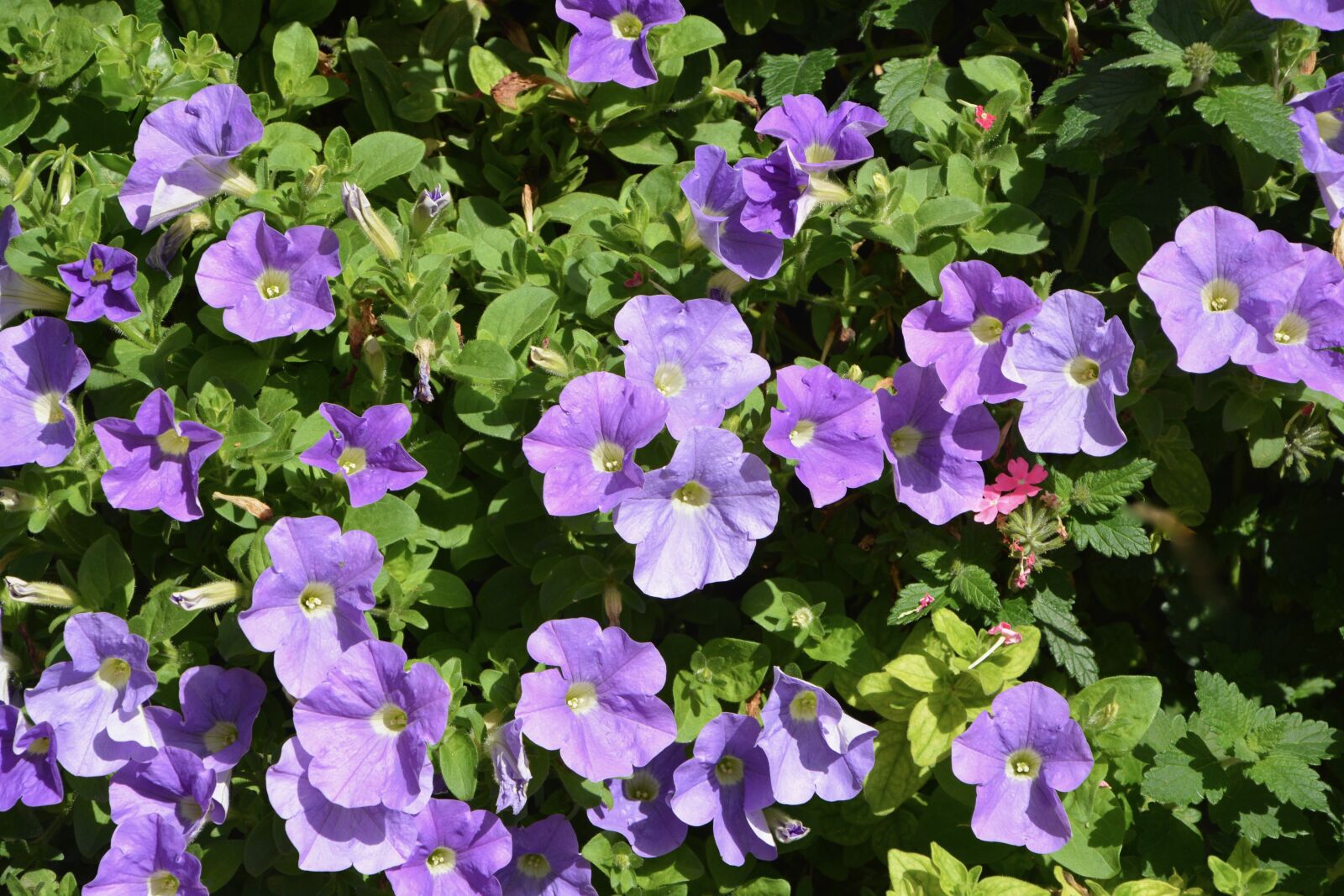 Nikon D5200 sample photo. Flowers purple, green leaf photography