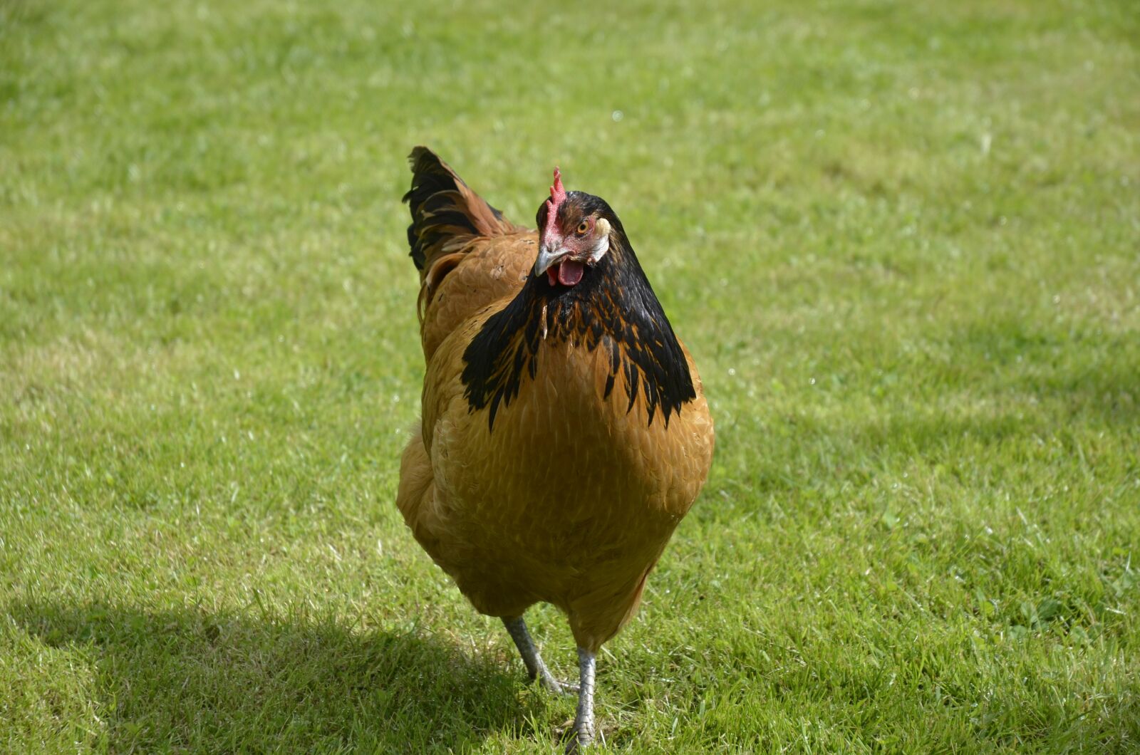 Nikon D5100 sample photo. Chicken, garden, poultry photography