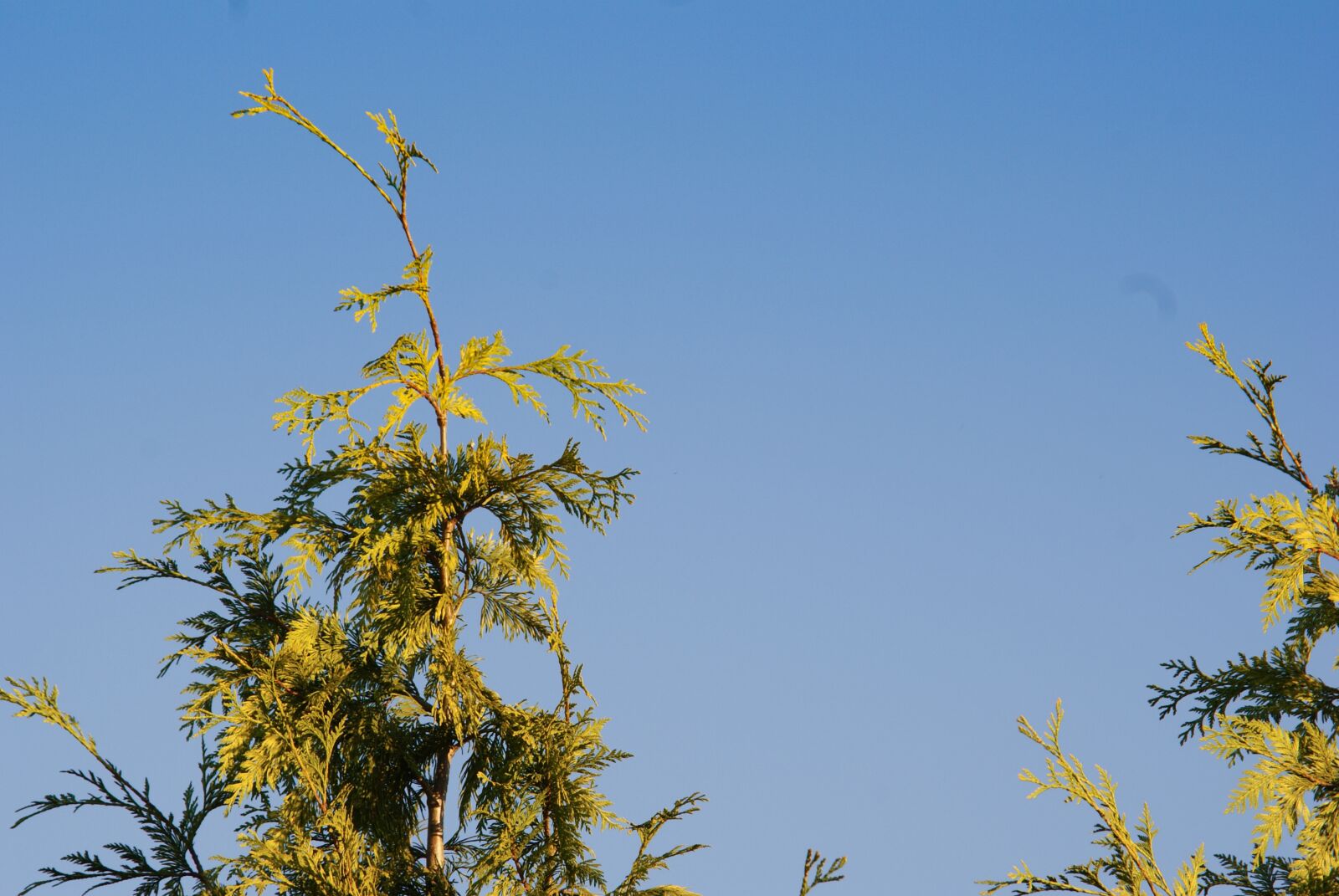 Sony Alpha DSLR-A200 sample photo. Tree, conifer, forest photography