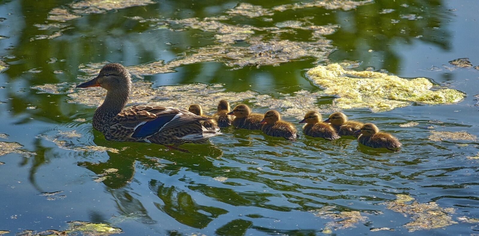 Sony Cyber-shot DSC-RX10 III sample photo. Mallard ducks, hen, brood photography
